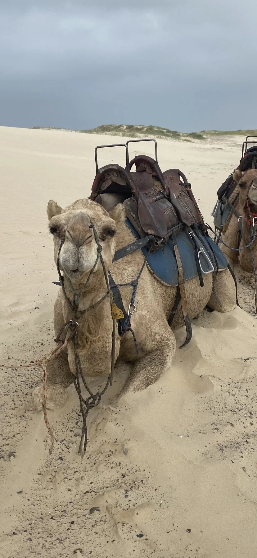 Port Stephens continued, camel rides on the beach — New zealand